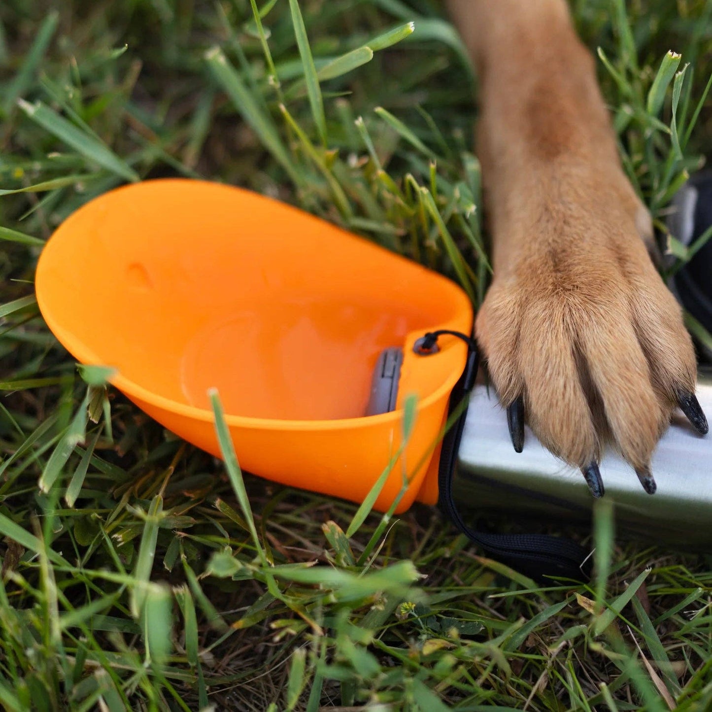 Insulated Double Wall Dog Travel Water Bottle with flip up bowl